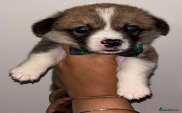 Welsh Corgi Pembroke dogs for sale: Welsh Pembroke corgis  - Image 7