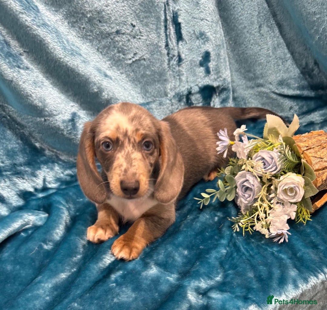 Miniature Dachshund dogs for sale: Miniature dachshunds - Advert 18