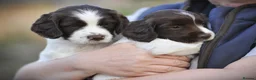 English Springer Spaniel dogs for sale: English springer spaniel puppies  in Exeter - Advert 9