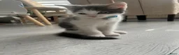 Mixed Breed cats for sale: Tabby kittens for sale in London - Advert 7
