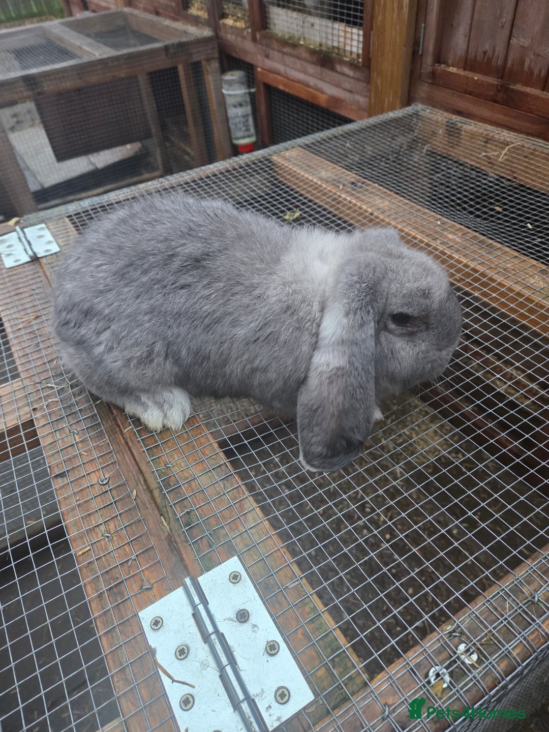 French Lop rabbits for sale: Chin doe - Advert 1
