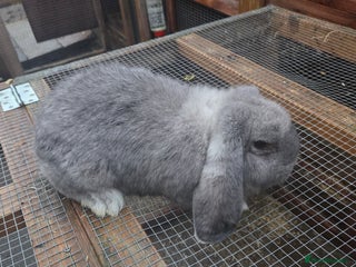 French Lop rabbits Chin doe - Advert 1