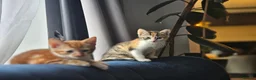 Mixed Breed cats for sale: Galaxy, B&W and Ginger lovely kittens READY TO GO - Advert 2