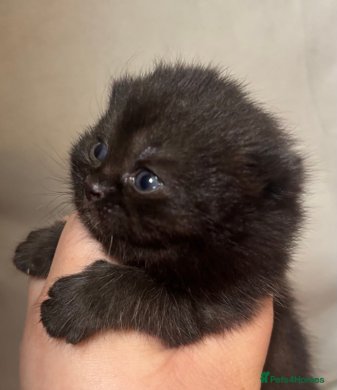 British Shorthair cats for sale: British shorthair kittens - Image 9