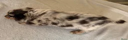 Mixed Breed dogs for sale: Dachshund × Pomchi puppies - Advert 23