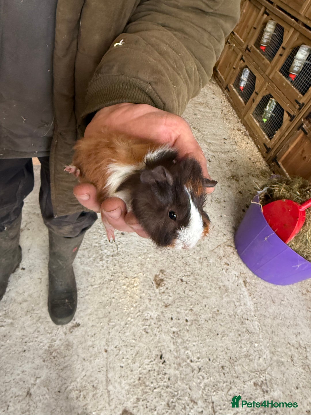 Guinea Pig rodents for sale: 2 stunning guinea pigs  - Advert 4