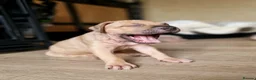 Mixed Breed dogs for sale: Mastiff X puppies [Merle] - Advert 9
