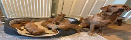 Labrador Retriever dogs for sale: KC registered stunning fox red Labrador puppies   in Llandrindod Wells - Advert 2