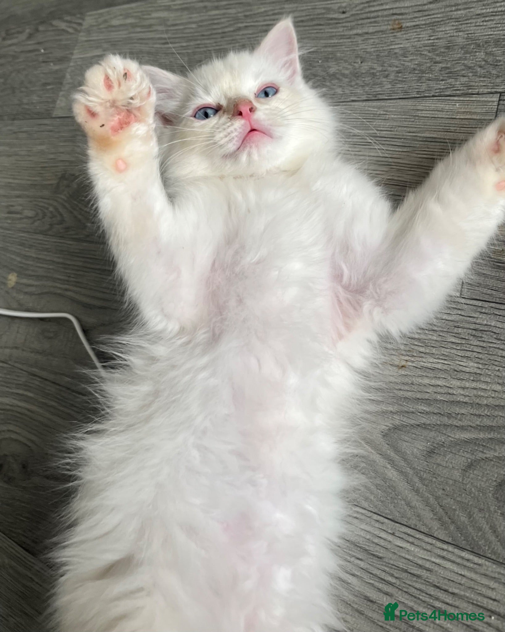 Ragdoll cats 4 full pedigree ragdoll kittens  - Advert 9