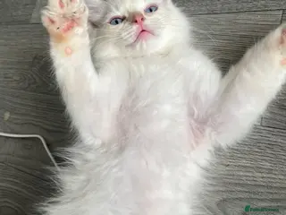 Ragdoll cats 4 full pedigree ragdoll kittens - Advert 9
