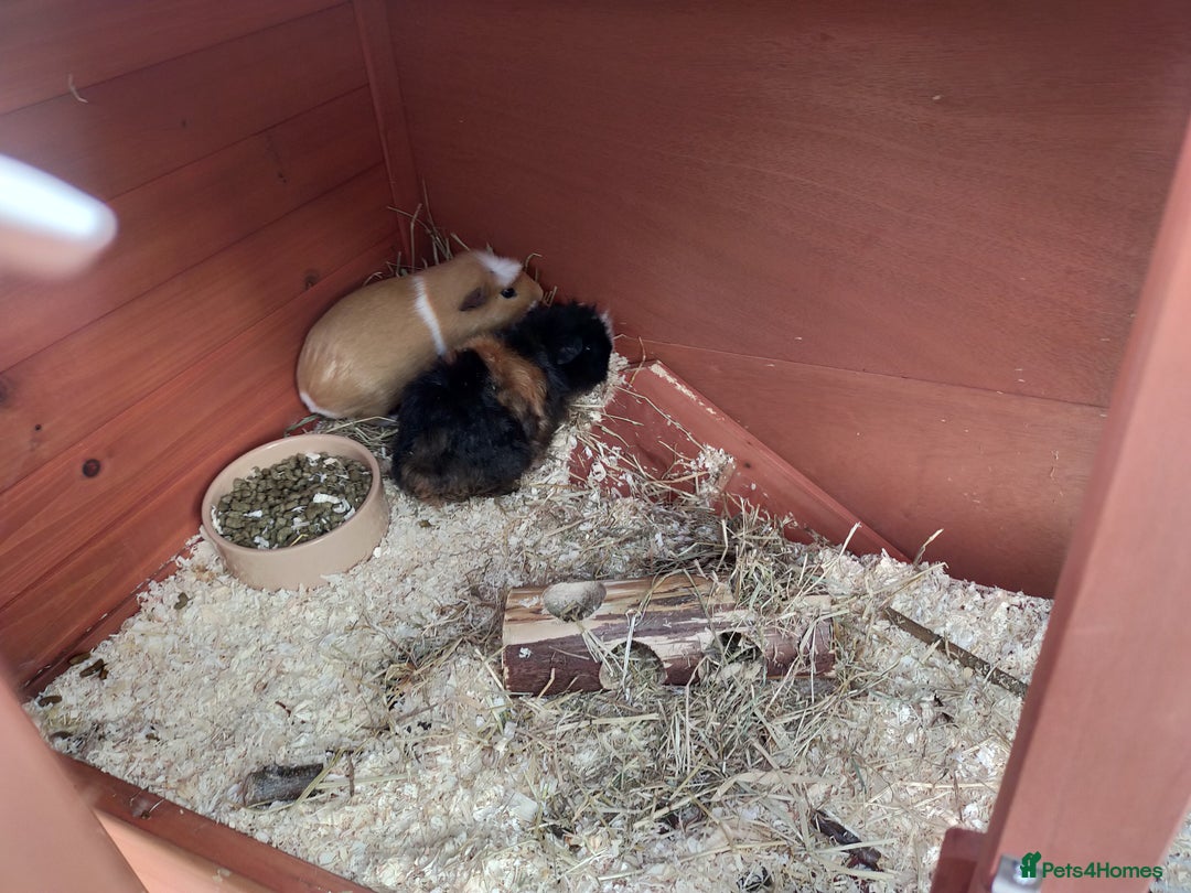 Guinea Pig rodents for sale: Pair of Guinea Pigs - Image 10