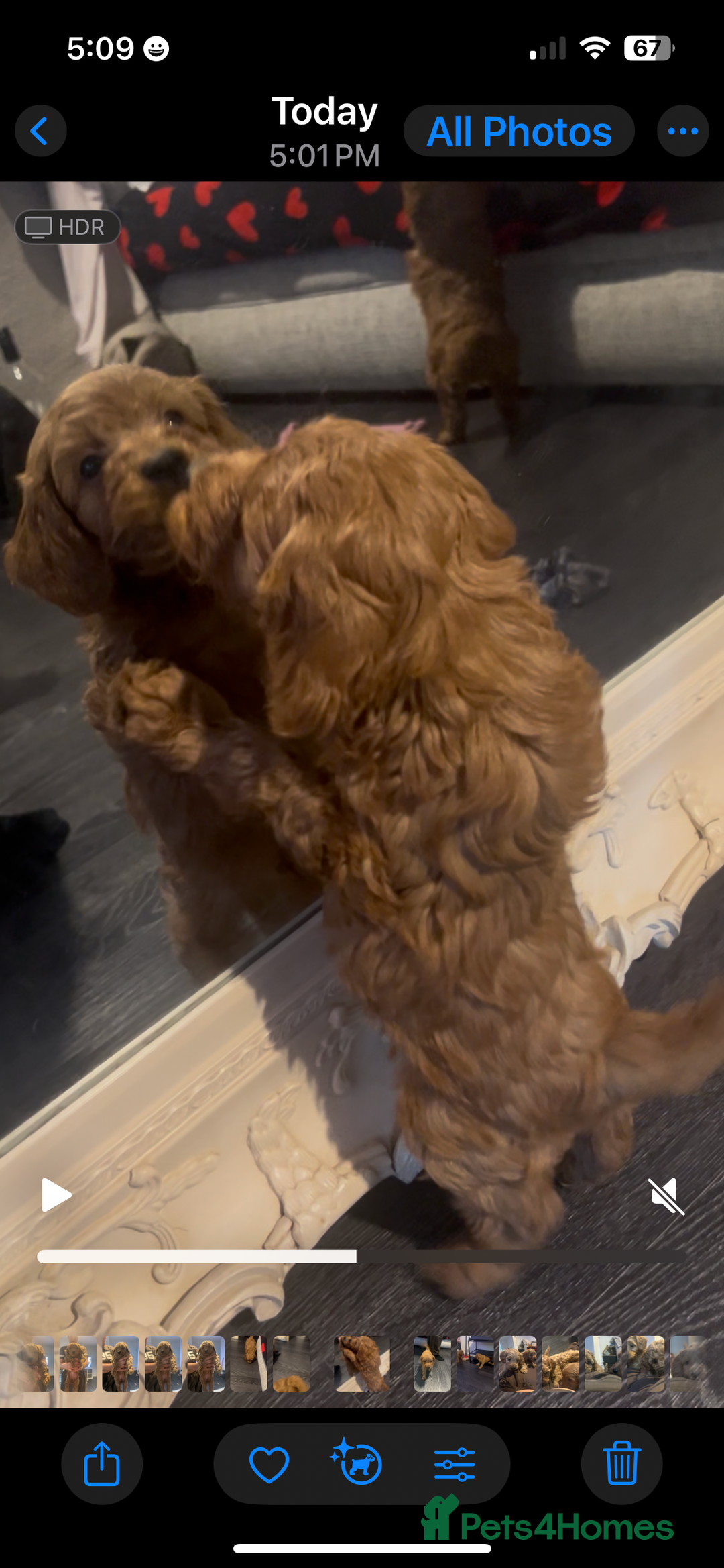 Cavapoo dogs for sale: Cavapoo puppies for sale - Image 5