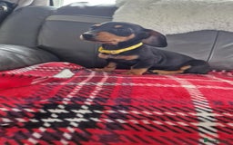 Miniature Dachshund dogs for sale: Just 2 boys left KC reg Miniature Dachshunds  - Image 2