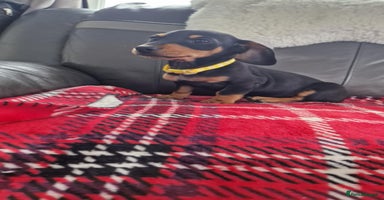 Miniature Dachshund dogs - Advert 6