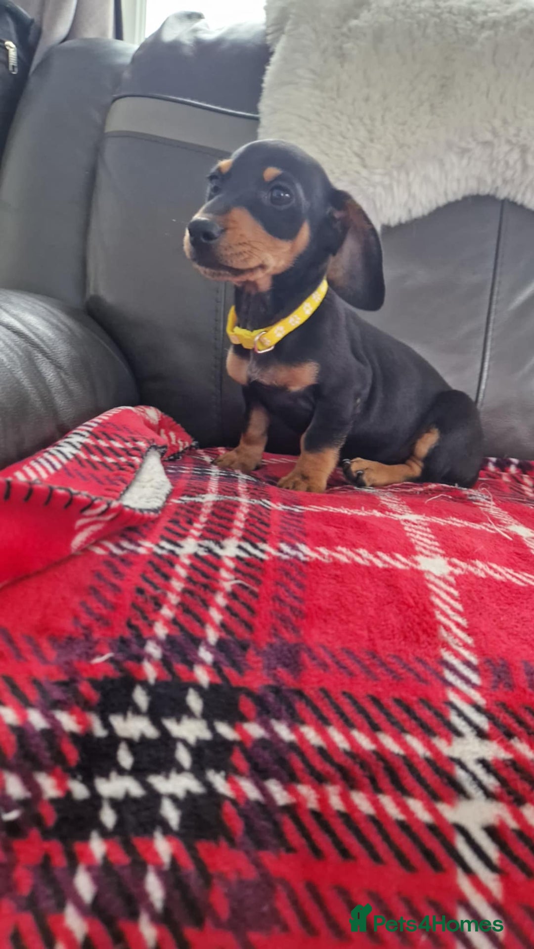 Miniature Dachshund dogs for sale: Just 2 boys left KC reg Miniature Dachshunds  - Image 2
