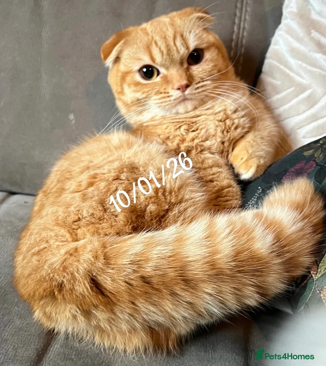 Munchkin cats for sale: Exceptional Quality & Rare Persian Napoleon Minuet - Advert 25