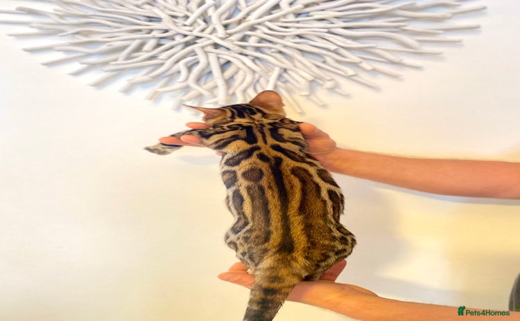 Bengal cats in Northampton - Advert 8
