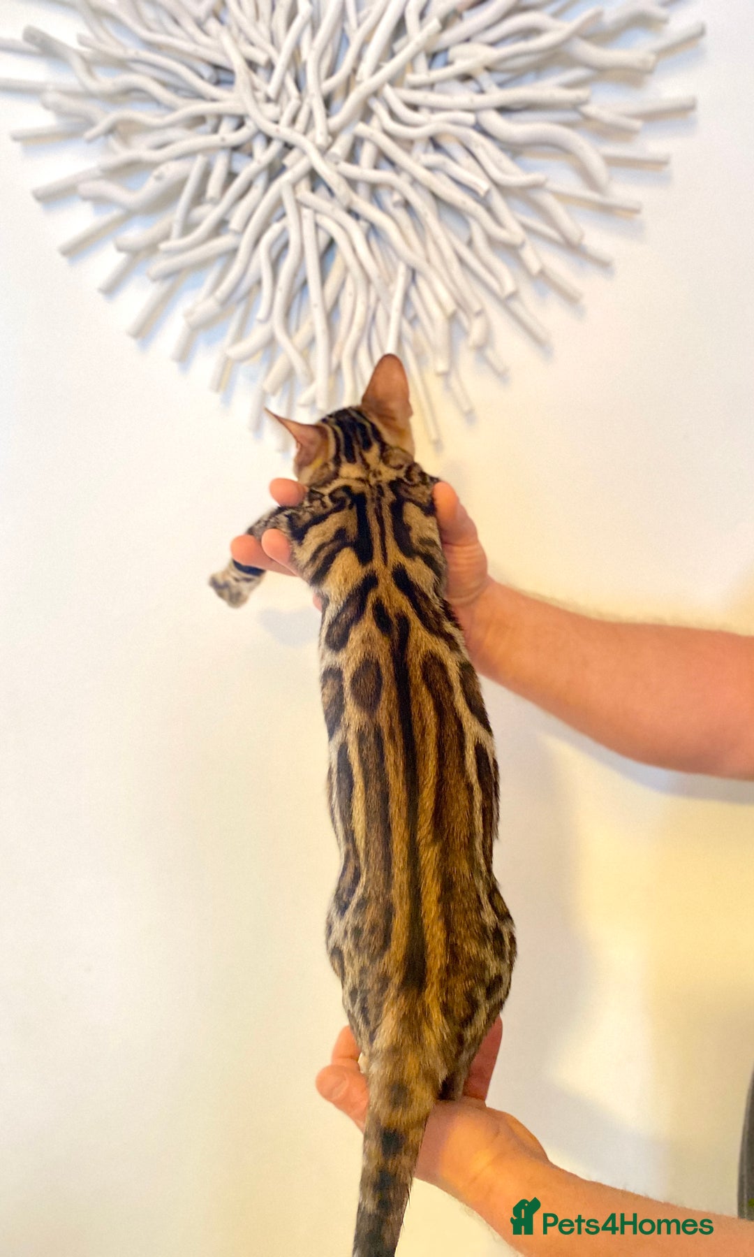 Bengal cats for sale: TICA registered bengal cats.Only 1 BoyLEFT !!!🎀❤️ in Northampton - Image 1