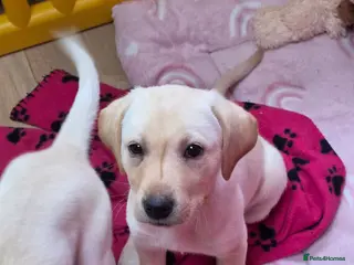 Labrador Retriever dogs Only one beautiful girl left - Advert 3