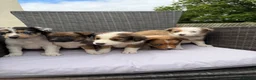 Border Collie dogs for sale: 5 Beautiful Puppies for sale🐾 - Advert 6
