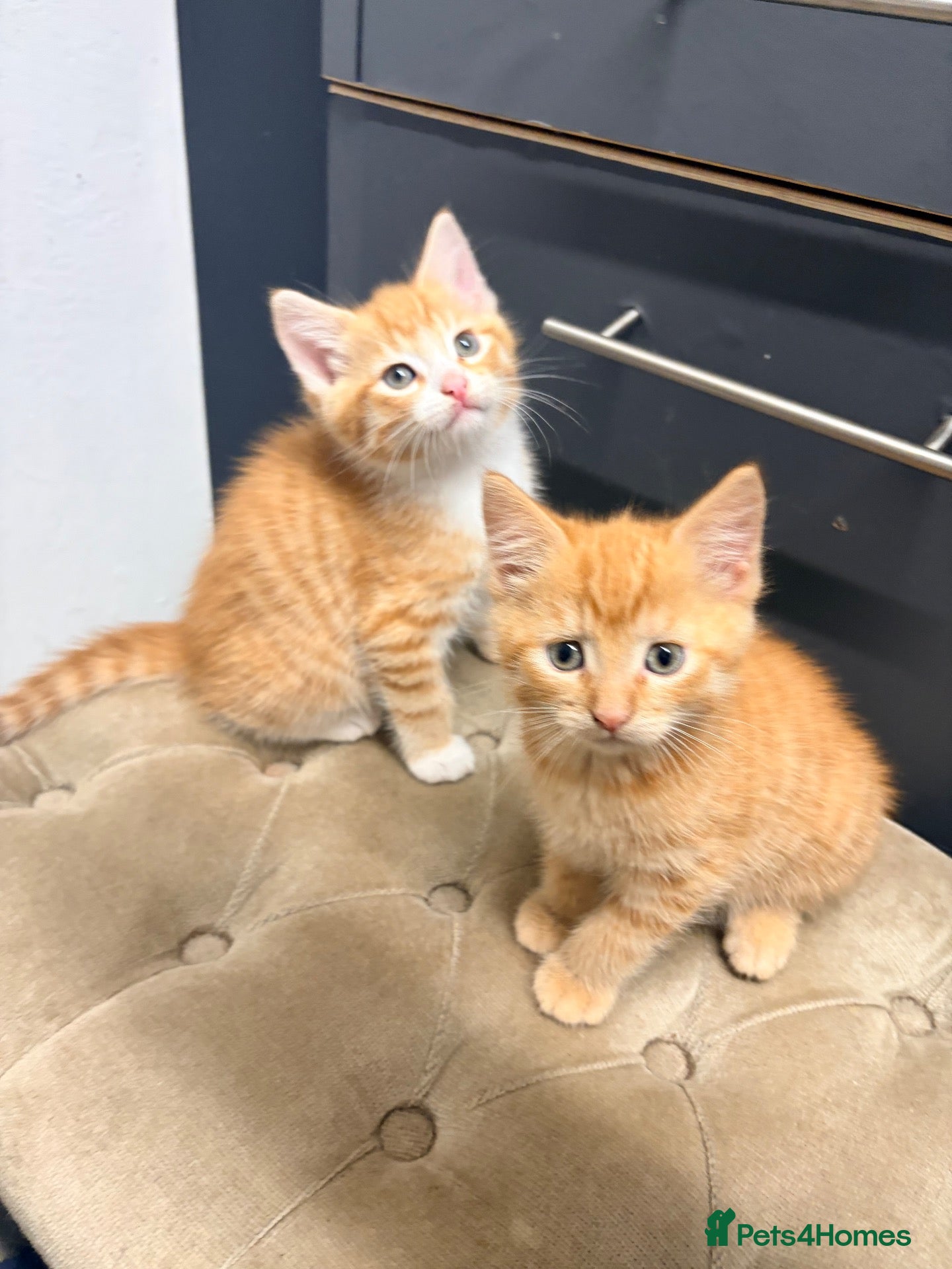 Maine Coon cats Mainecoon cross kittens - Advert 2