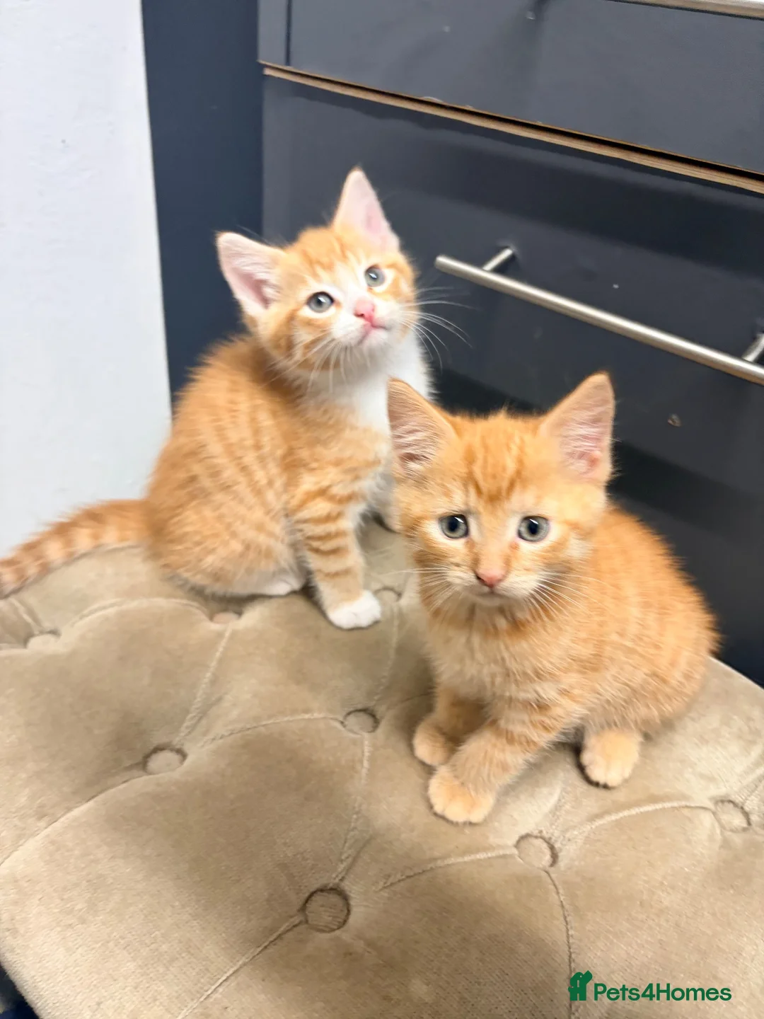 Maine Coon cats for sale: Mainecoon cross kittens - Advert 2