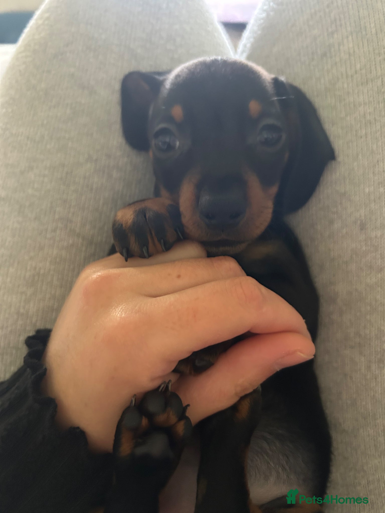 Miniature Dachshund dogs for sale: *reduced* ready now Miniature dachshund.  - Advert 4