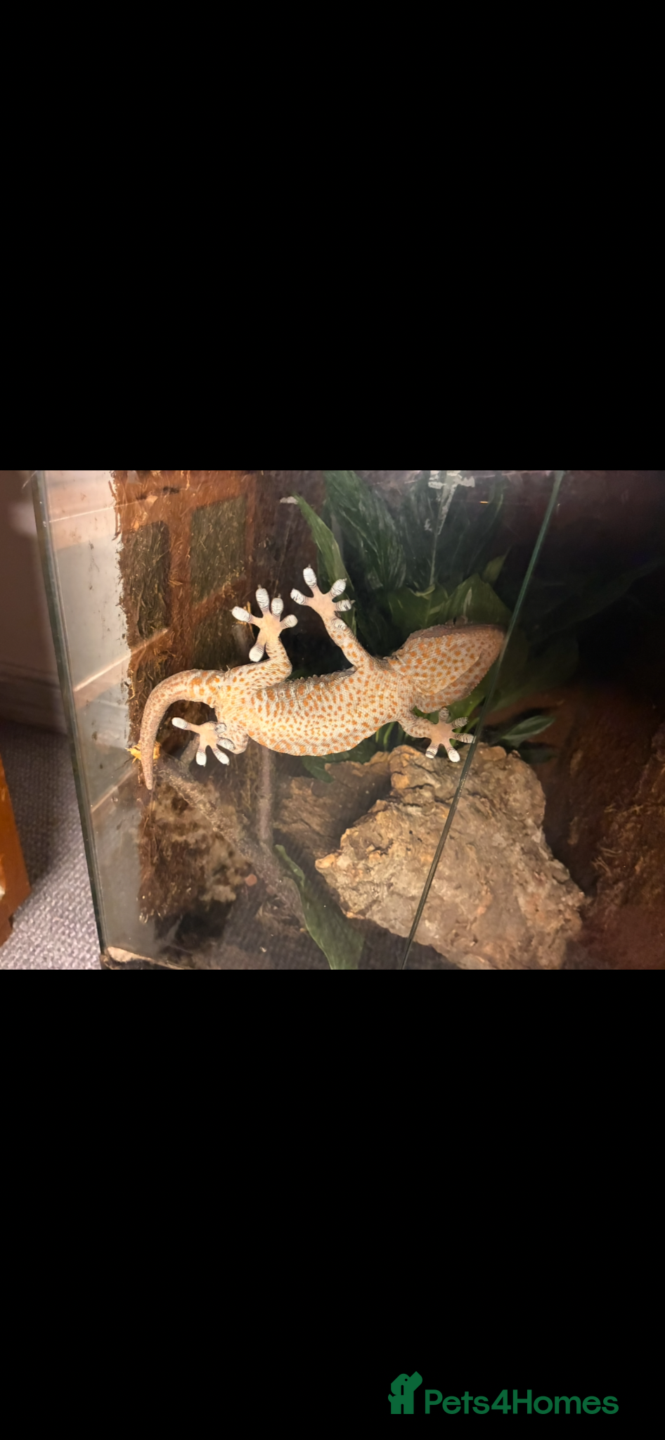 Gecko reptiles Proven Male Tokay - Advert 1