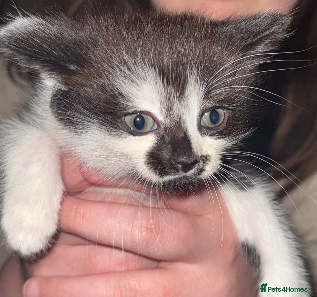 British Shorthair cats for sale: 5 black and white kittens - Image 3