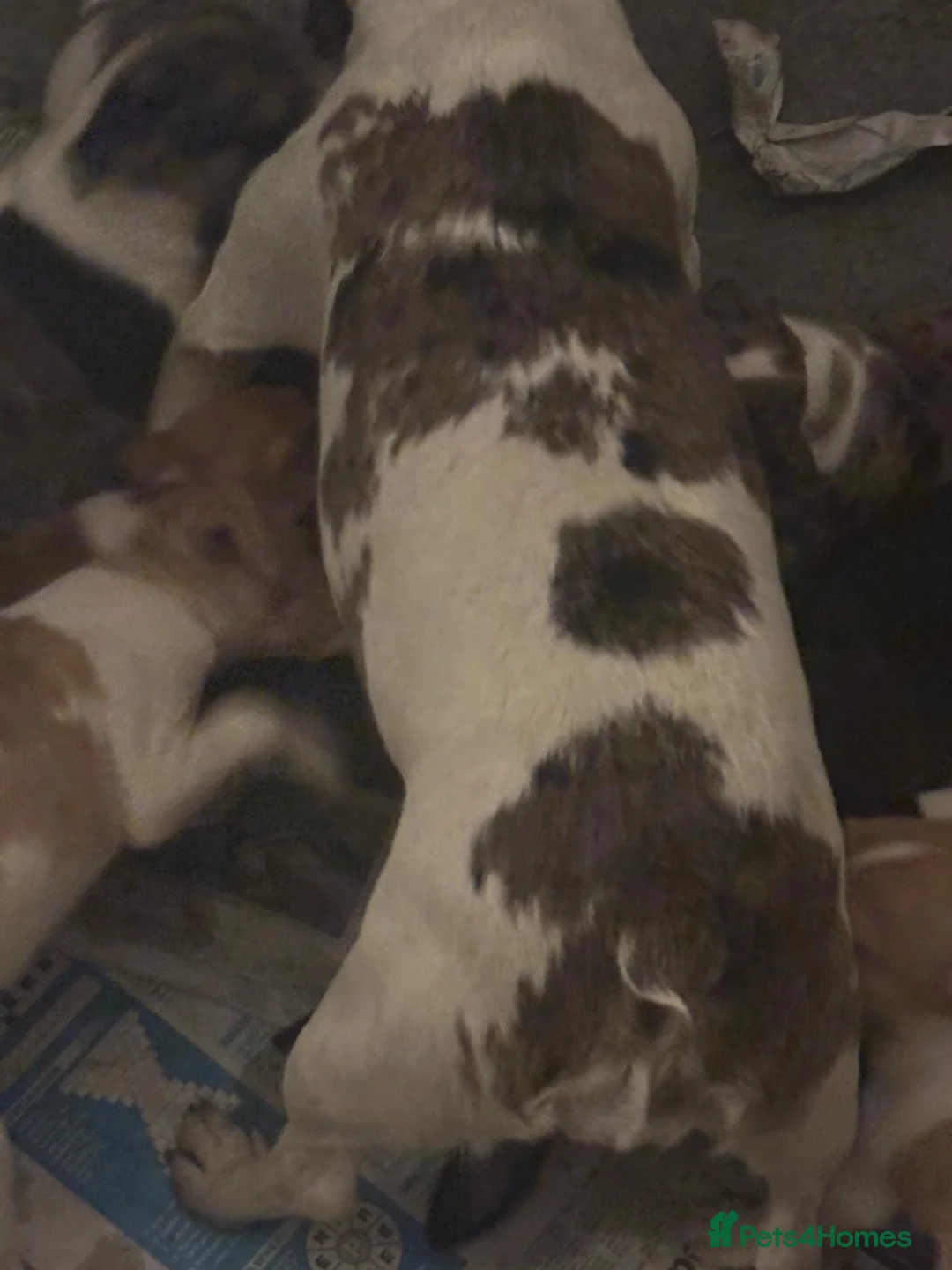 Jack Russell dogs for sale: Jack Russel pups  - Advert 2