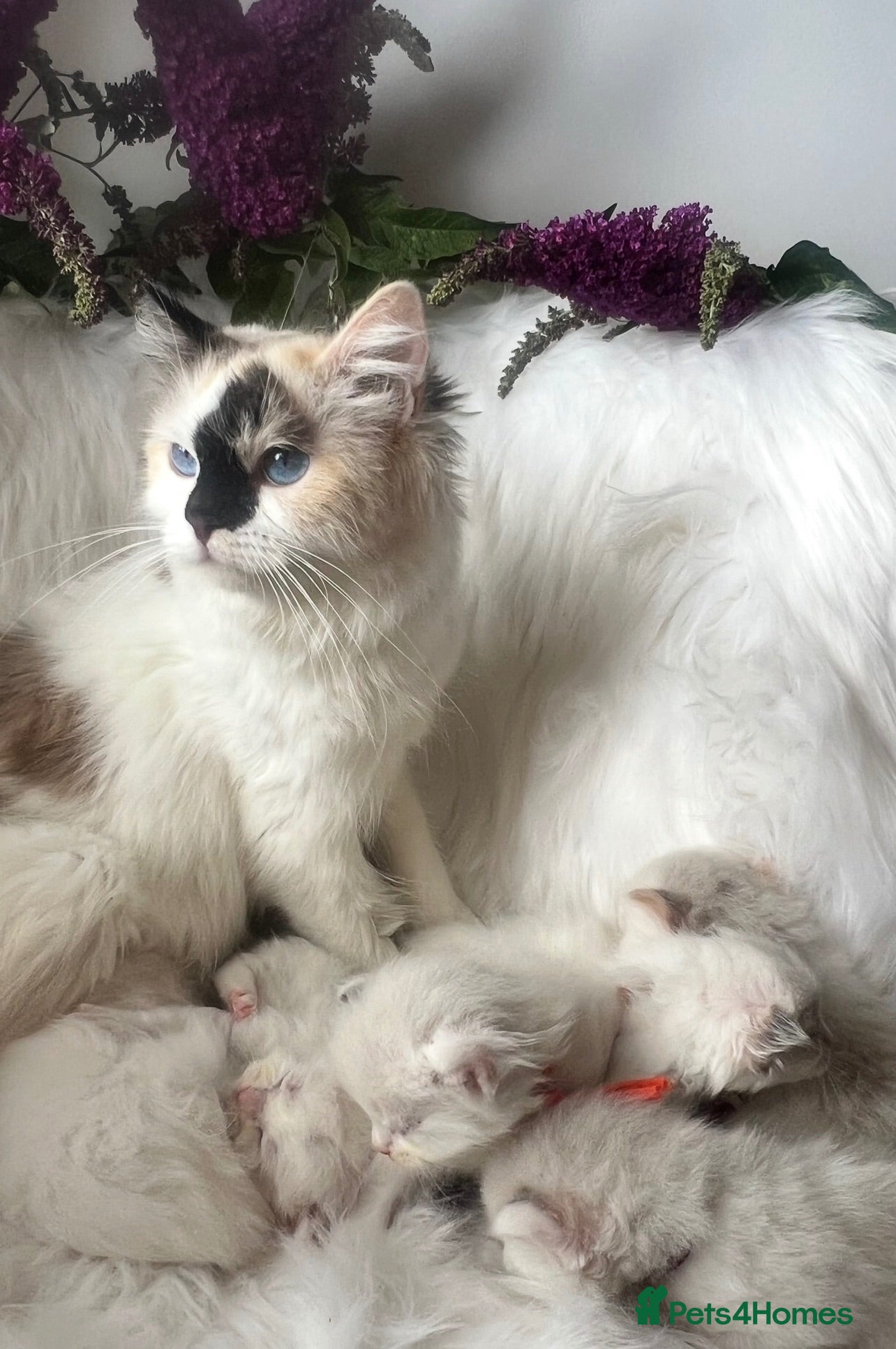 Ragdoll cats for sale: ⭐️AWARD WINNING GCCF CATTERY RAGDOLL KITTENS⭐️ - Advert 1