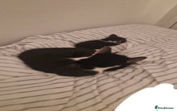 Mixed Breed cats for sale: 3 black and white boy kittens for sale  - Image 4