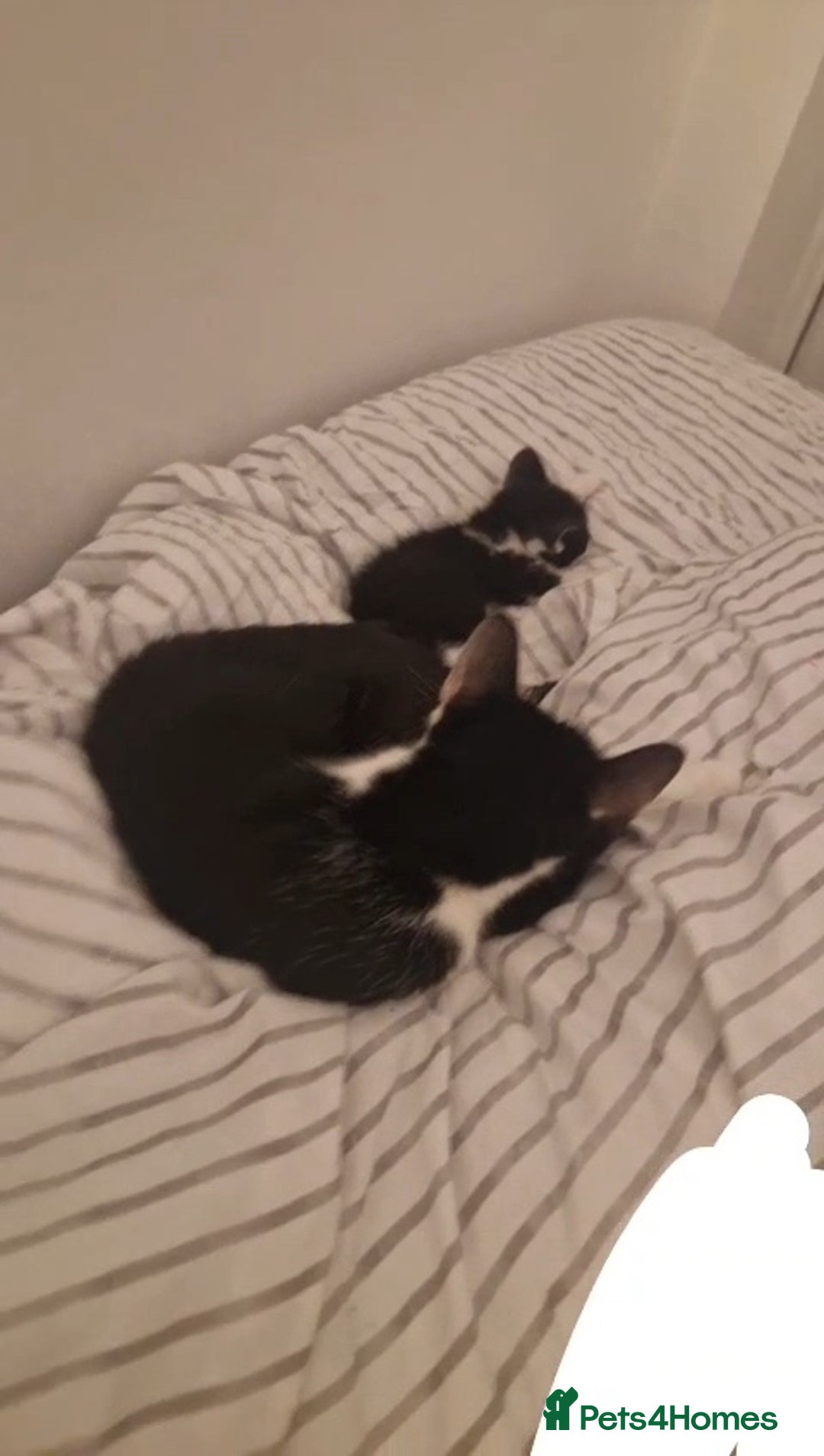 Mixed Breed cats for sale: 3 black and white boy kittens for sale  - Image 4