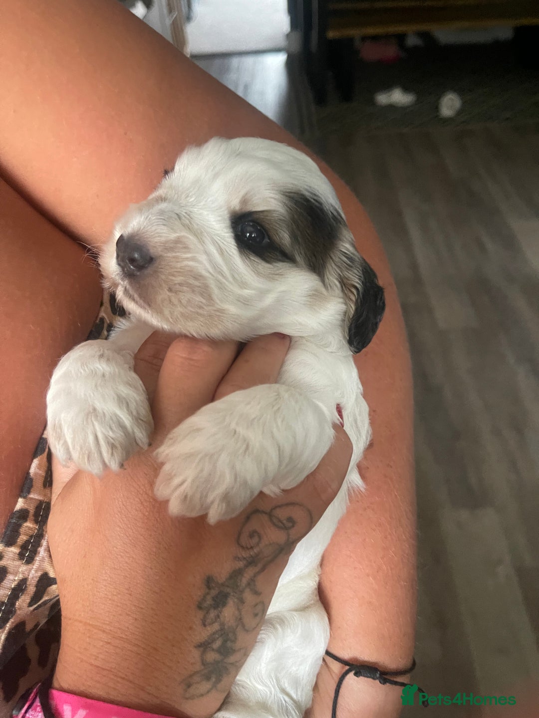 Cockapoo dogs for sale: ⭐️ Outstanding cockapoo female puppy ⭐️  - Advert 9