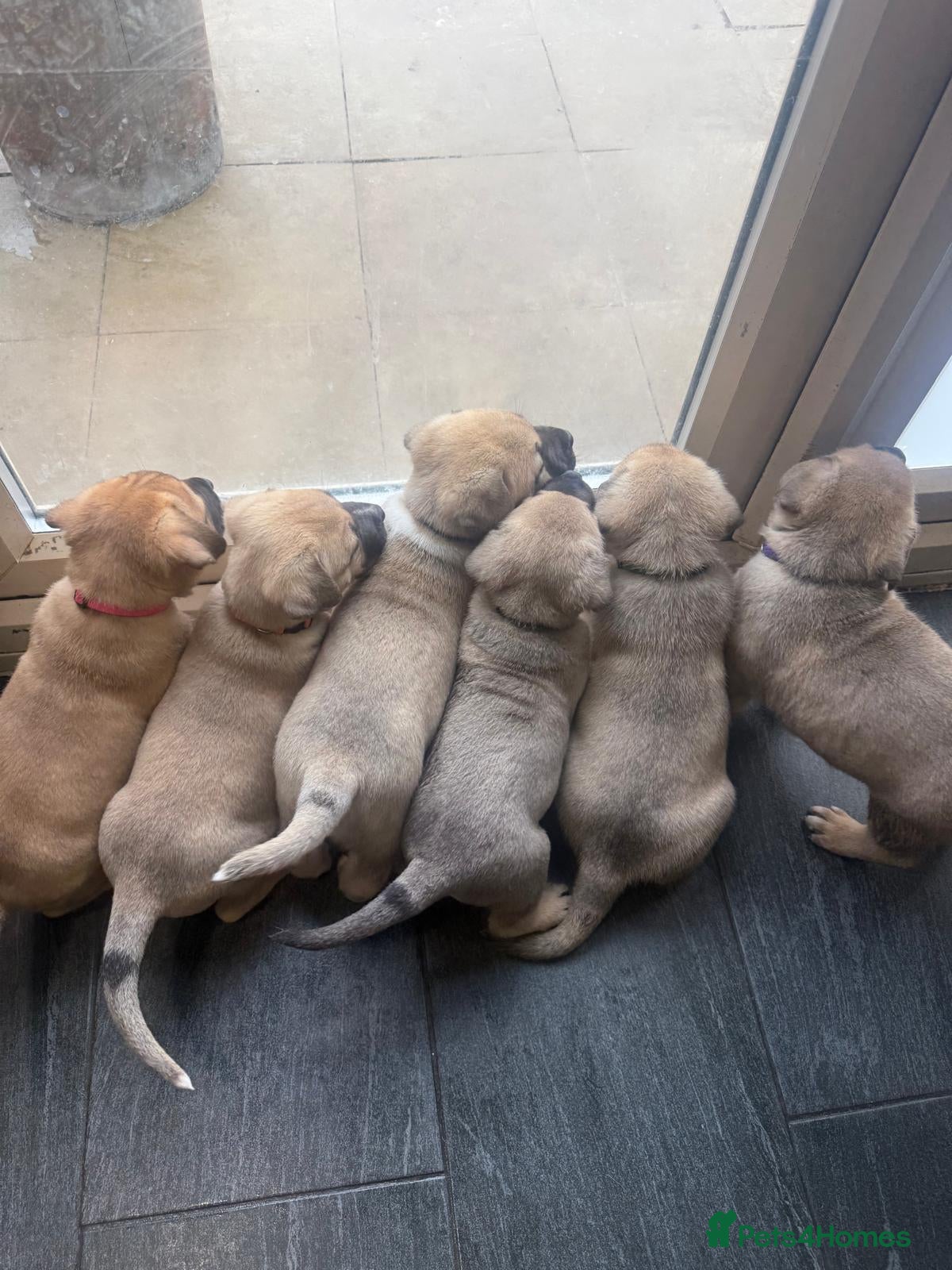 Mixed Breed dogs Kangal cross American bulldog  - Advert 2