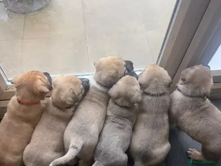 Mixed Breed dogs Kangal cross American bulldog - Advert 2