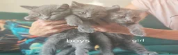 British Shorthair cats for sale: Only 3 kittens are left looking for a new home. - Advert 2