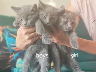 British Shorthair cats Only 3 kittens are left looking for a new home. - Advert 6
