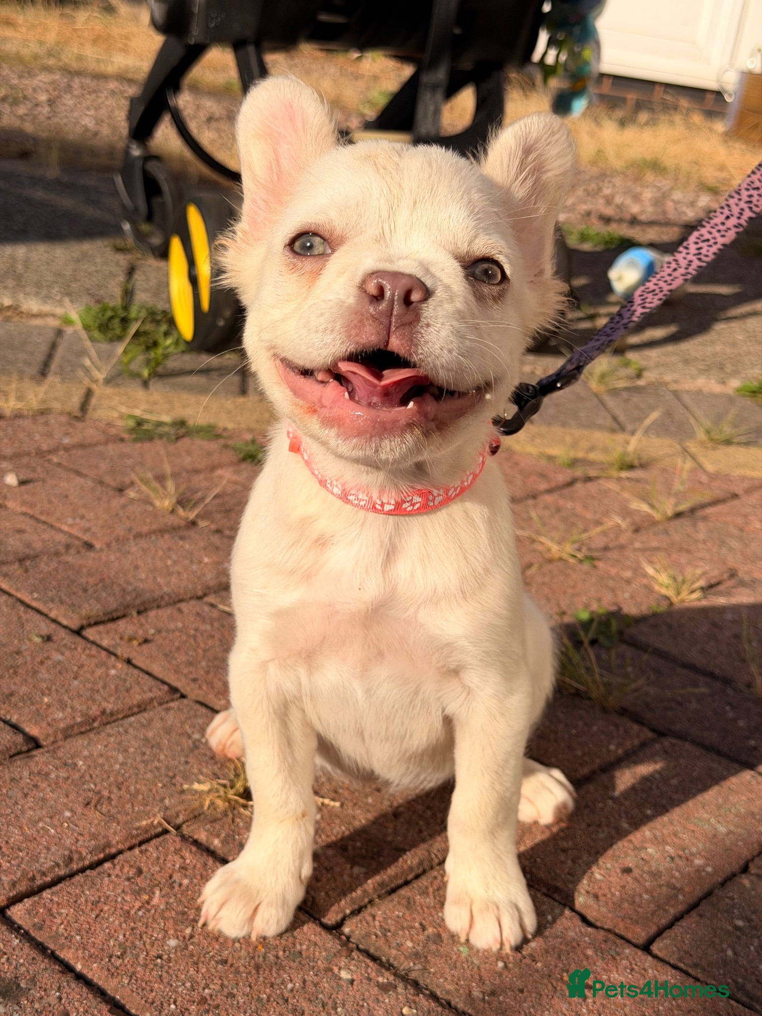 French Bulldog dogs Reduced fluffy frenches both injections done - Advert 2