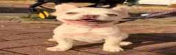 French Bulldog dogs for sale: 1 platinum girl green eyes left - Advert 1