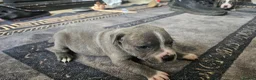 Staffordshire Bull Terrier dogs for sale: Blue staffy pups. Blue bronsen bloodline - Advert 23