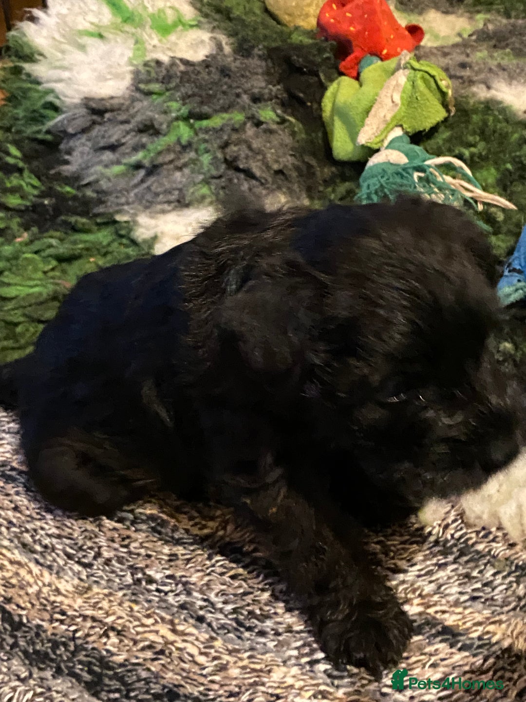 Miniature Schnauzer dogs for sale: 5*KC MINIATURE SCHNAUZER PUPPIES  - Advert 22