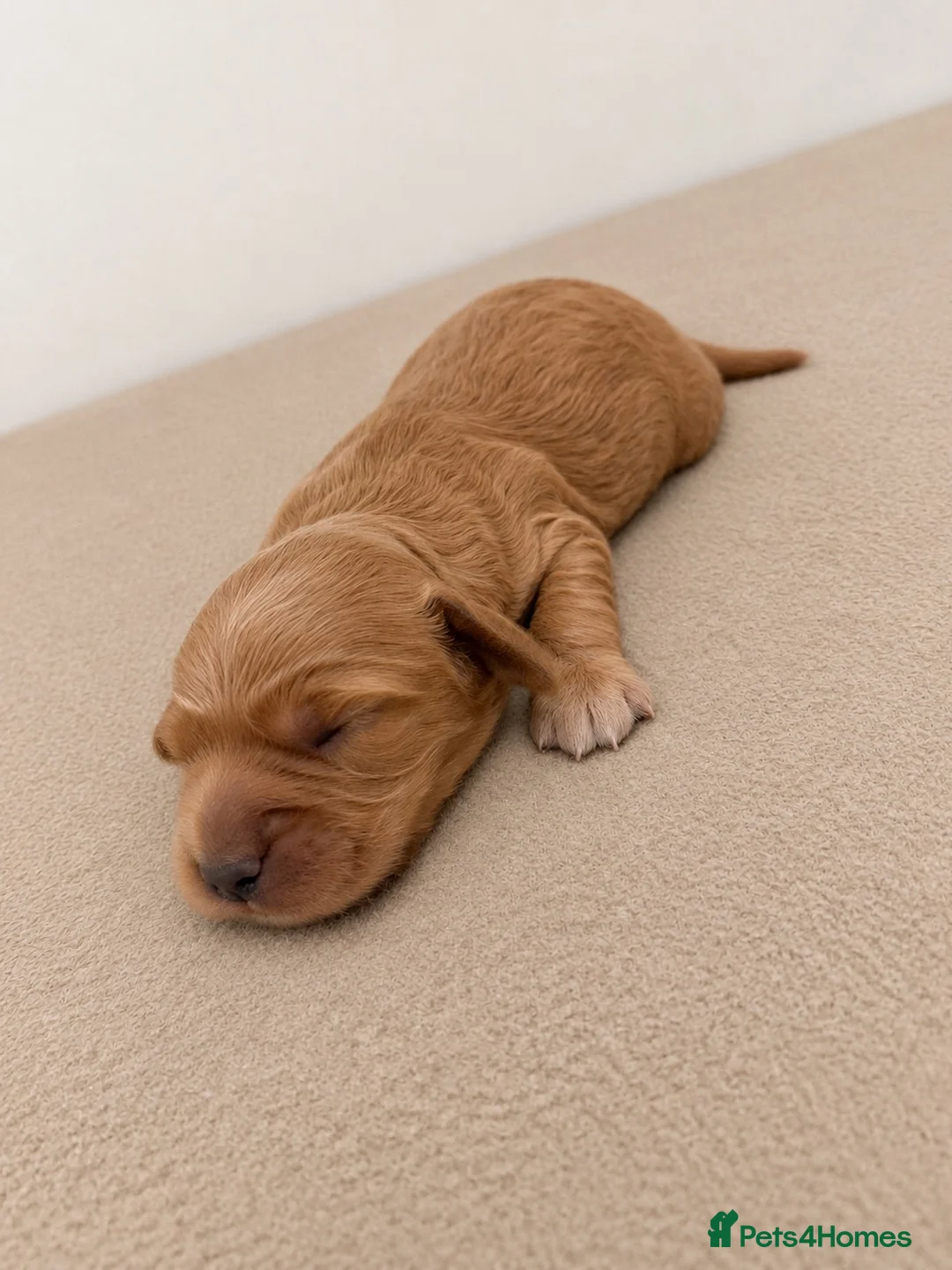 Cockapoo dogs for sale: F1b Cockapoo Puppies🐾 - Advert 4