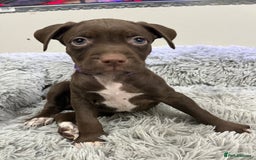 American Bull Staffy dogs for sale: Staffy Bull Puppies - Advert 36