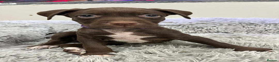 American Bull Staffy Puppy 9