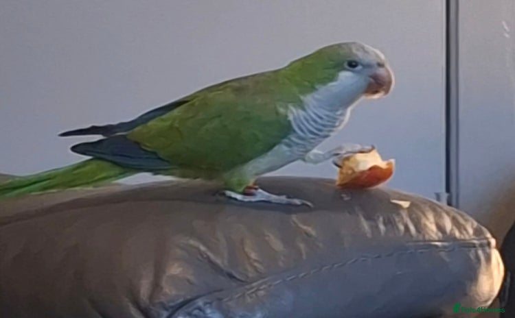 Parrots birds Quaker Parrot  - Advert 1