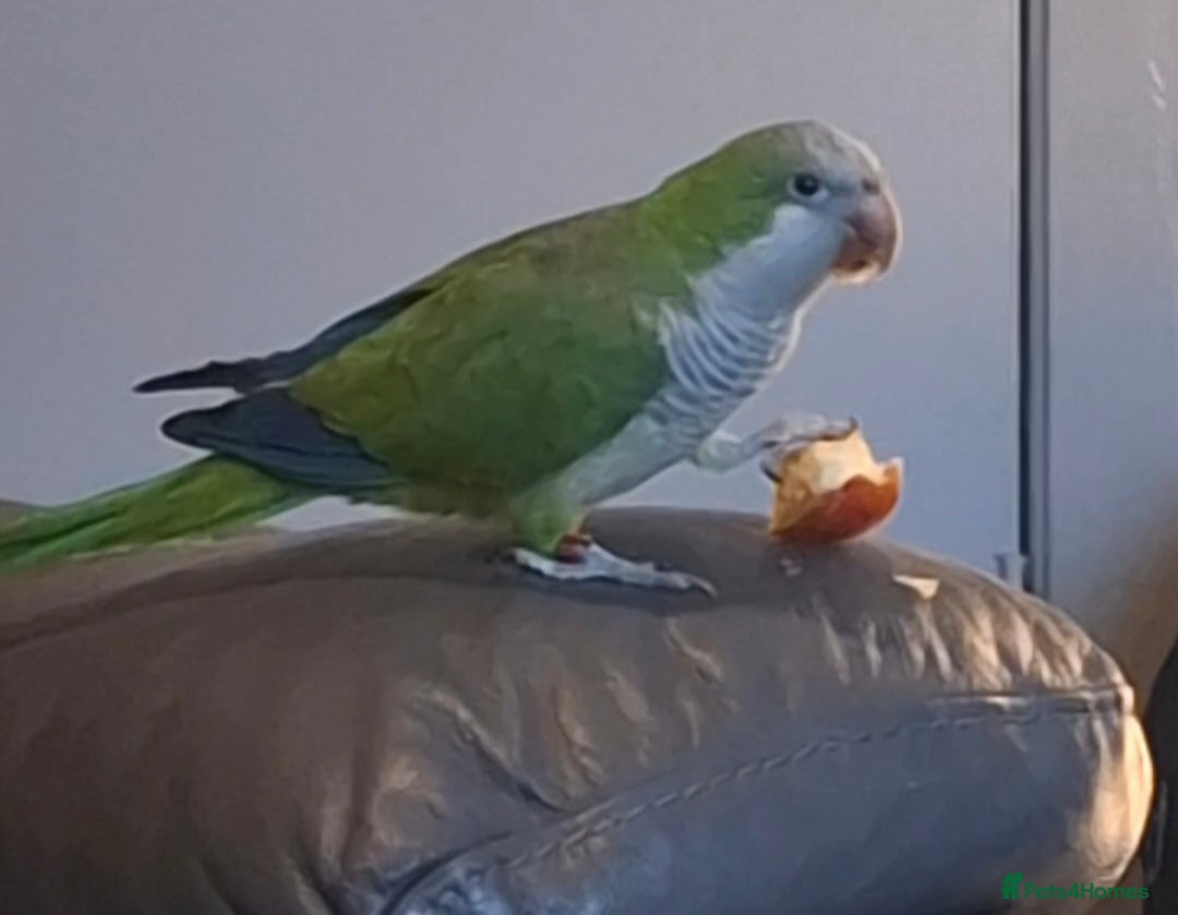 Parrots birds for sale: Quaker Parrot  - Advert 1