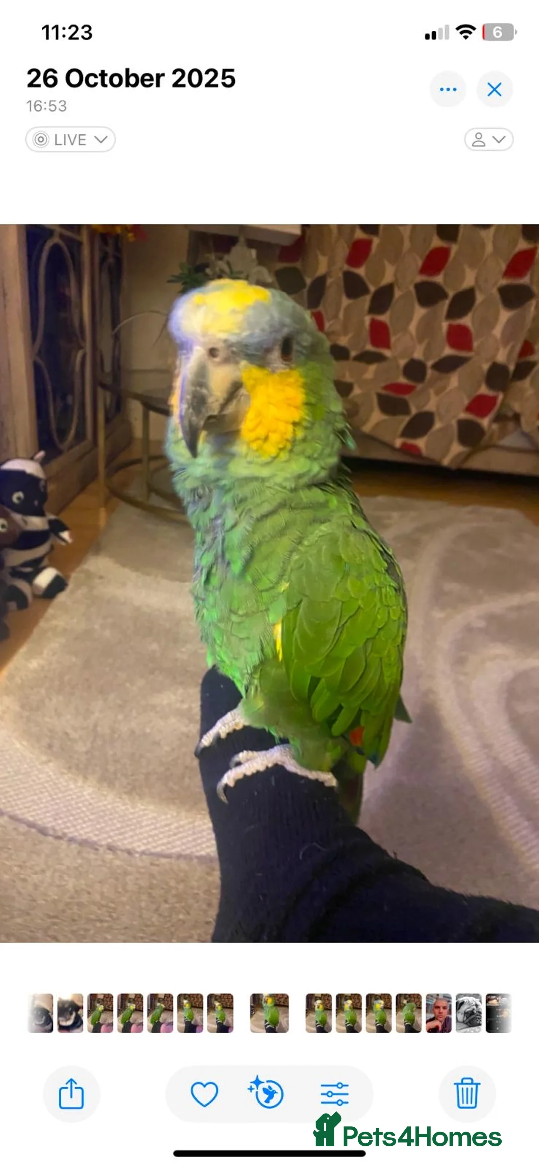 Parrots birds for sale: Amazon Parrot  - Advert 2