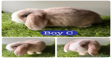 Mini Lop rabbits in Manchester - Advert 8