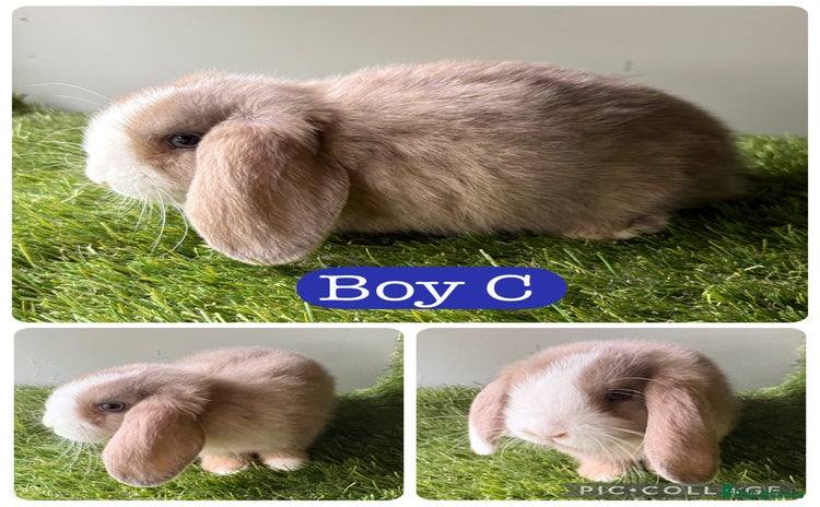 Mini Lop rabbits in Manchester - Advert 11